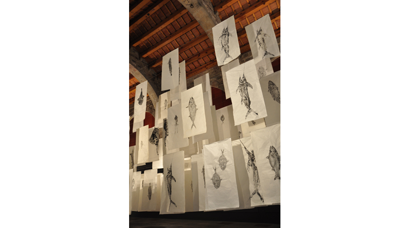 Muntatge en el museu marítim de barcelona de l’exposició de victòria rabal: "gyotaku: capturar l'ànima dels peixos" | Premis FAD 2015 | Intervencions Efímeres