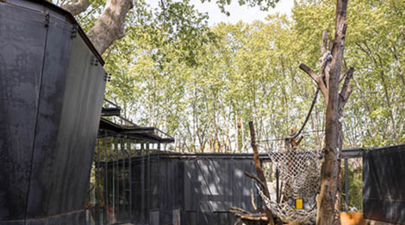 Instal·lació dels orangutans al zoo de barcelona | Premis FAD 2018 | Town and Landscape
